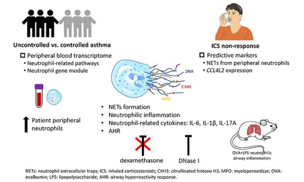 Neutrophil extracellular trap production and CCL4L2 expression influence corticosteroid response in asthma