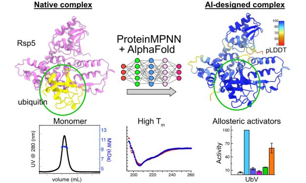 AI Accelerates Protein Design and Enhances Enzyme Activity
