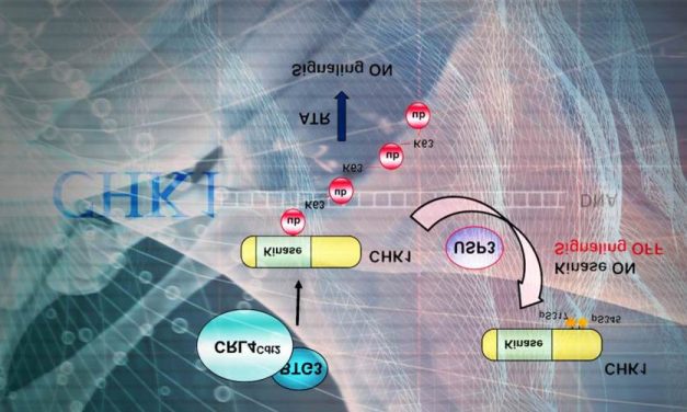 揭開細胞週期管控激酶CHK1的調控之謎