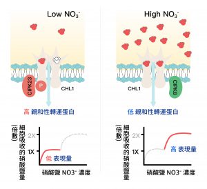 左圖為當環境中硝酸鹽濃度較低時，CHL1 會因磷酸化，而成為高親和性的轉運蛋白。 右圖為當硝酸鹽濃度較高時，CHL1則被去磷酸化，以轉換成低親和性的轉運蛋白。