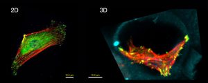 培養細胞的新技術──「吹泡泡」製作細胞鷹架