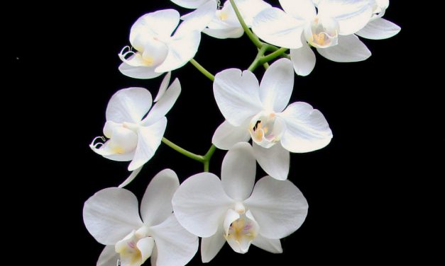 【專欄】臺灣原生白花蝴蝶蘭基因體的解序以及對蘭花產業的展望