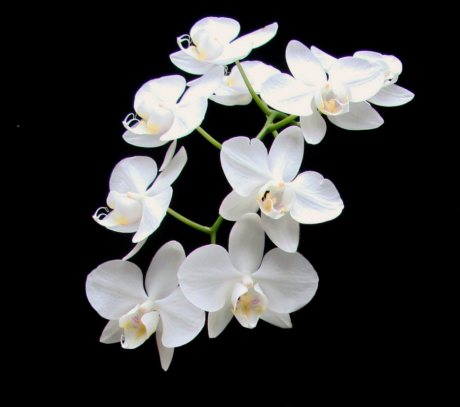 【專欄】臺灣原生白花蝴蝶蘭基因體的解序以及對蘭花產業的展望