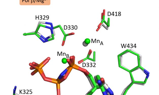 發現人類DNA聚合酶μ可利用錳離子循非典型路徑進行反應