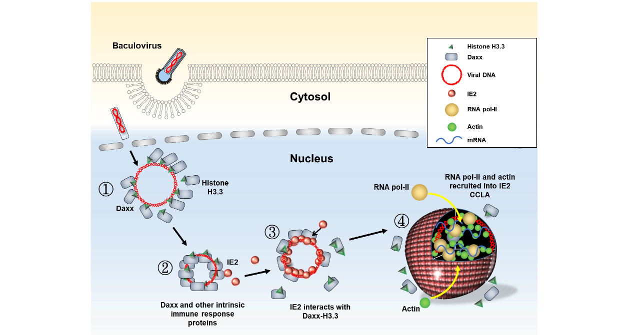 病毒可在細胞核內形成奈米微型胞器，增強基因表現