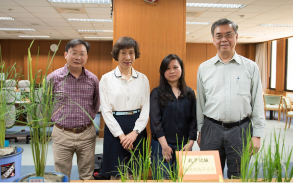 中研院發現平衡植物糖濃度的關鍵技術 改良水稻品種 抗氣候變遷