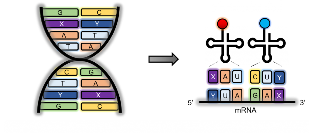 【專欄】基因密碼轉譯的闖關遊戲：非典型胺基酸體內嵌入研究發展