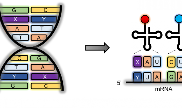 【專欄】基因密碼轉譯的闖關遊戲：非典型胺基酸體內嵌入研究發展