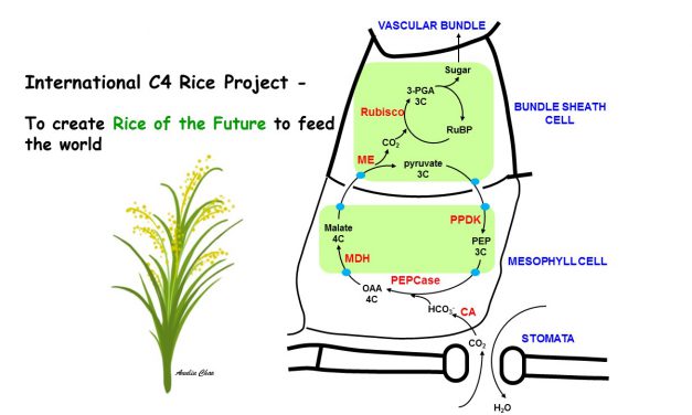 本院積極參與國際C4水稻研究第四期計畫