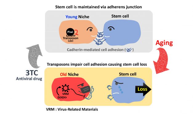 幹細胞也懂得維持社交距離！ 老化活化內生性反轉錄病毒導致幹細胞流失