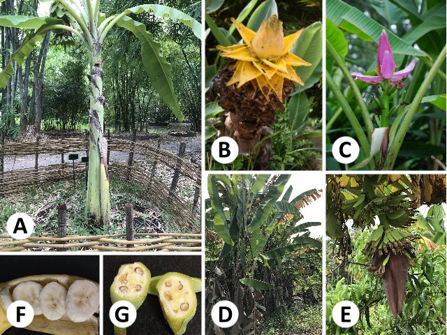 【專欄】植物細胞質DNA的秘密：香蕉的親子鑑定