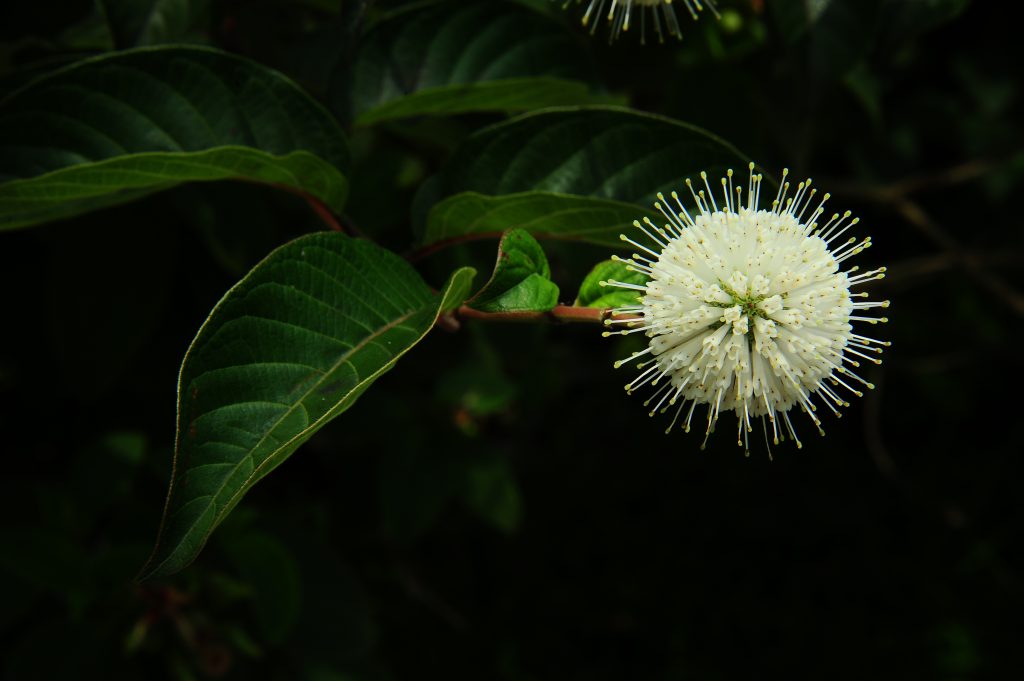 【院訊特刊-07】撞臉冠狀病毒的稀有植物——生態池畔的風箱樹