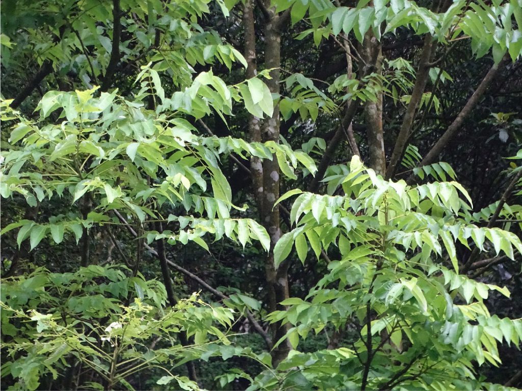 【院訊特刊-04】臺北近郊森林的縮影、動物們的饗宴天堂——森林步道植物篇