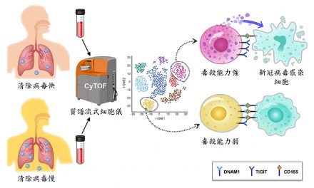 人體清除新冠病毒的速度差異 與某些特定自然殺手細胞有關