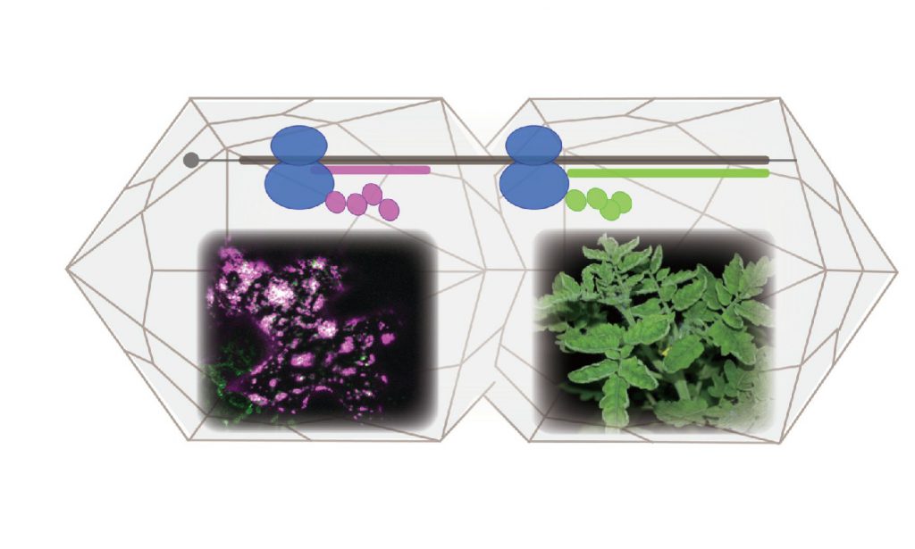 解開植物病毒基因庫的秘密──發現蛋白質生成的新端點