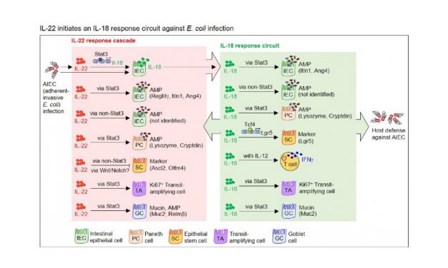細胞激素IL-22-IL-18誘發之腸道抗菌新迴路 可對抗大腸桿菌感染