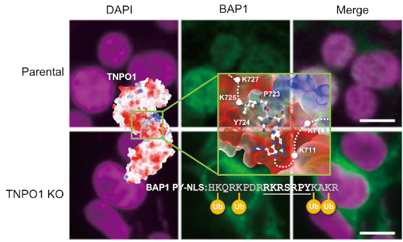 腫瘤高風險因子BAP1受TNPO1引領進入細胞核調控基因的分子機制