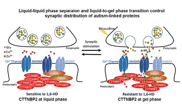 自閉症突變影響突觸蛋白分子的液相分離（LLPS）