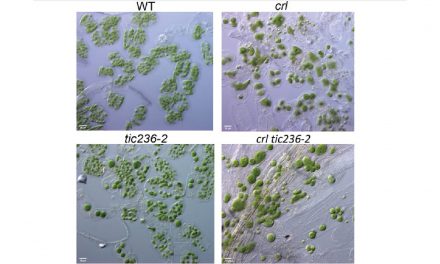 TIC236功能增益的突變揭露了葉綠體分裂與蛋白輸入的連結