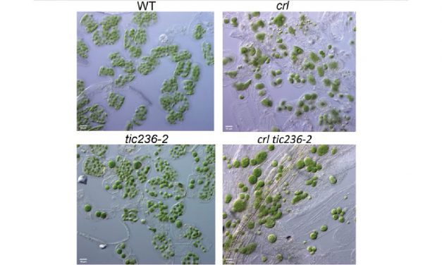 TIC236功能增益的突變揭露了葉綠體分裂與蛋白輸入的連結