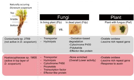 苔類植物與真菌共生關係：揭開真菌食性轉換及促進植物生長的能力