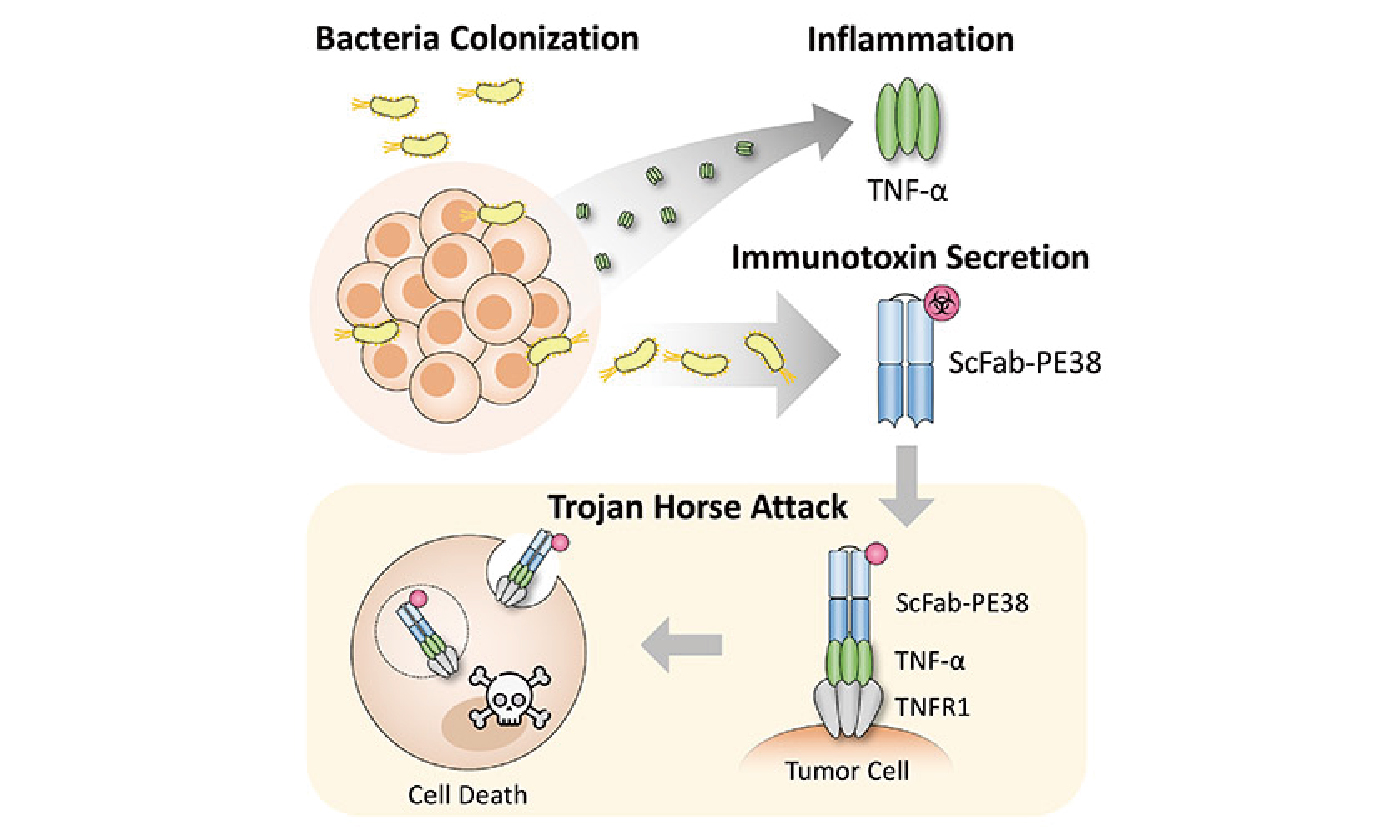 細菌癌症療法：以TNF-α做為媒介的木馬屠城記