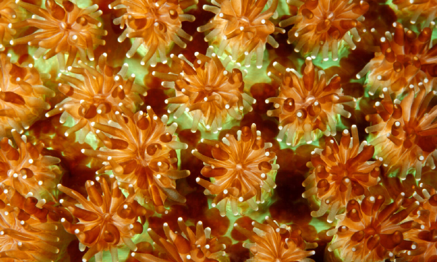 【研之有物】珊瑚為何會同時間大量產卵？關鍵在日落到月昇的黑暗期！