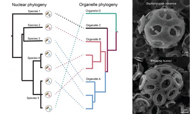 藻類錯綜複雜的胞器基因體演化與遺傳