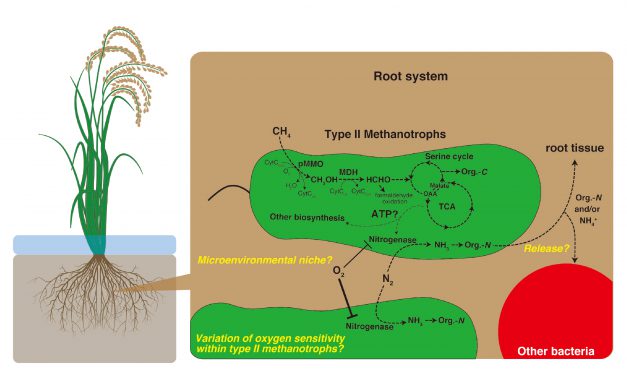 首度證實水稻根部中單一細菌體內 甲烷氧化和固氮作用可耦合發生