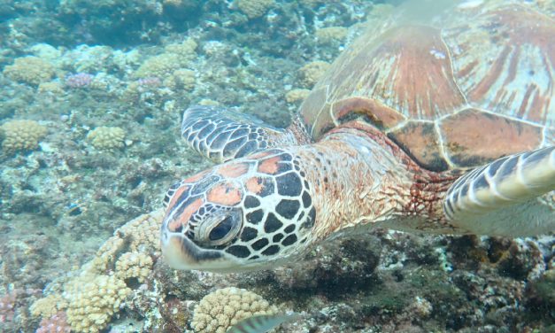 【院訊特刊-05】蔚藍廣大的夢幻實驗室 —— 解開珊瑚與海龜的生態之謎