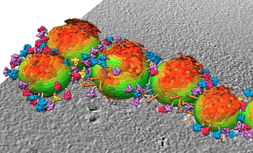 為冠狀病毒進行斷層掃描 窺見表面棘蛋白之結構與動態