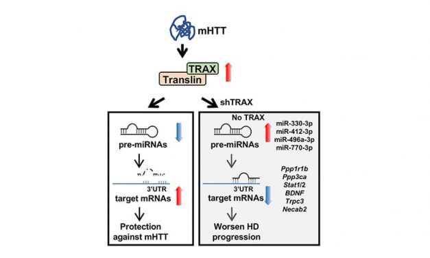 TRAX 藉由調控微核糖核酸 進而影響亨丁頓氏舞蹈症的病程發展