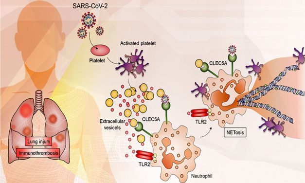 CLEC5A 和 TLR2 是 SARS-CoV-2 冠狀病毒引發肺栓塞的關鍵