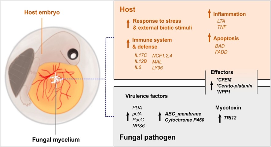 跨動植物界的致病菌——茄鐮孢菌複合種染色體演化和其感染海龜蛋的模式
