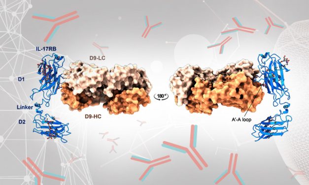 首揭 IL-17RB 抗原晶體結構 單株抗體邁向人類化