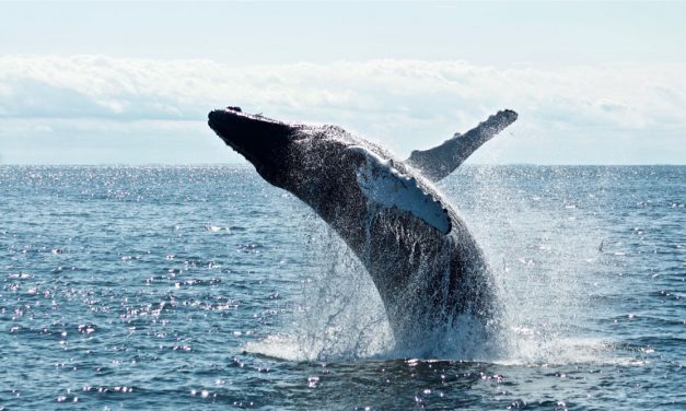 【研之有物】吞船大魚，海上之「豬」？歷史上的鯨豚擱淺軼聞