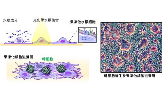 增生幹細胞的果凍化細胞滋養層技術
