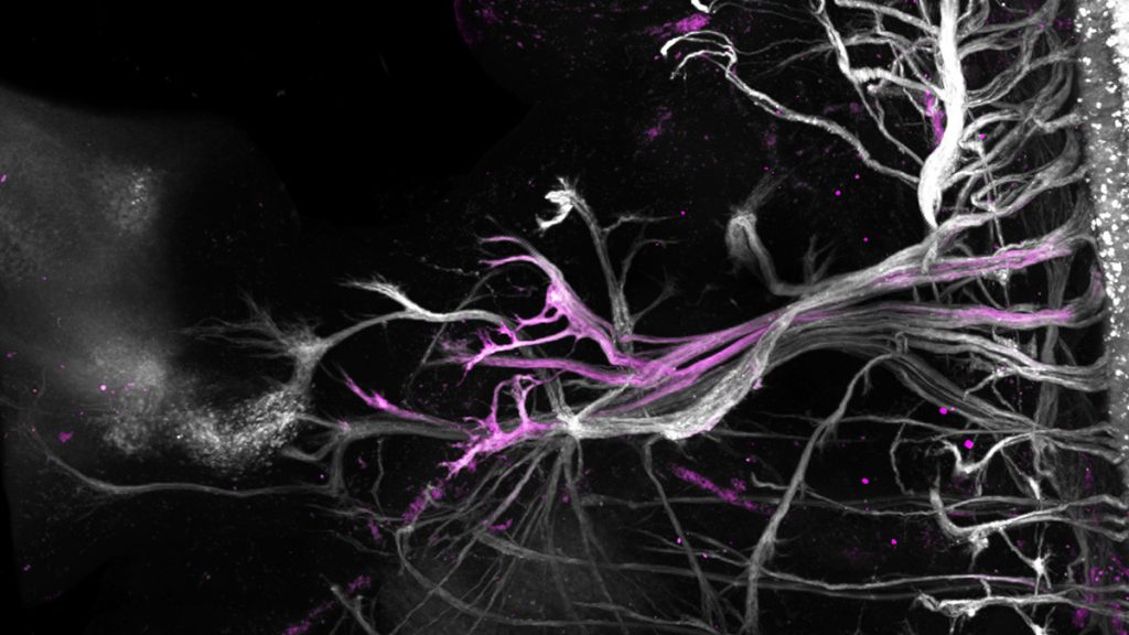 運動神經元的維基百科 —— 以單細胞定序技術完整解構胚胎運動神經元的細胞圖譜