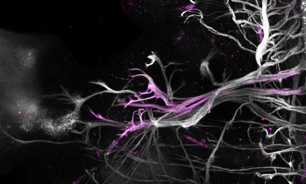 運動神經元的維基百科 —— 以單細胞定序技術完整解構胚胎運動神經元的細胞圖譜