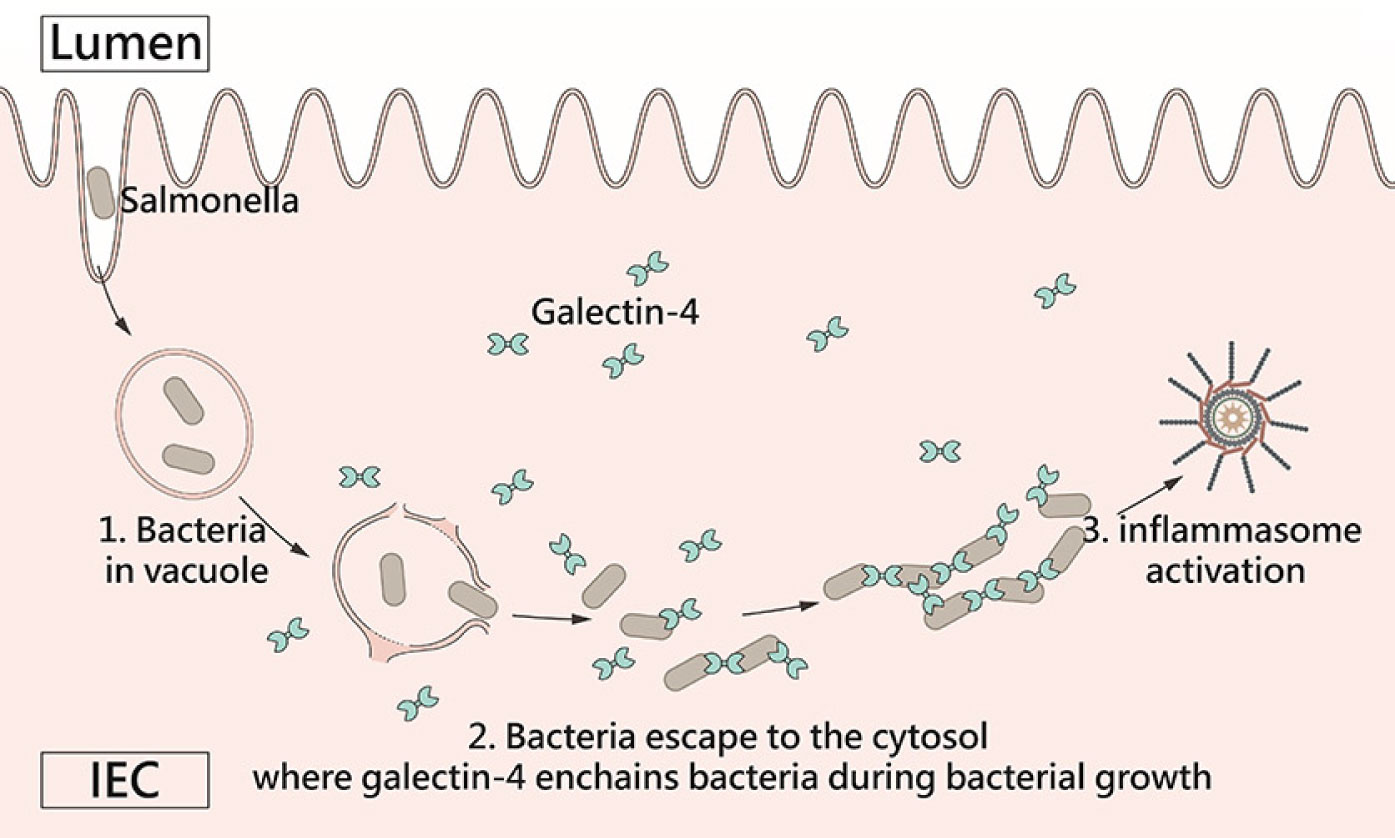 細胞內半乳糖凝集素 -4 串鏈細菌且限制其活動，並促進腸上皮細胞中的炎性體活化