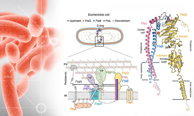 新興抗生素標靶 膜蛋白 FtsBLQ 結構與機轉模型首度曝光