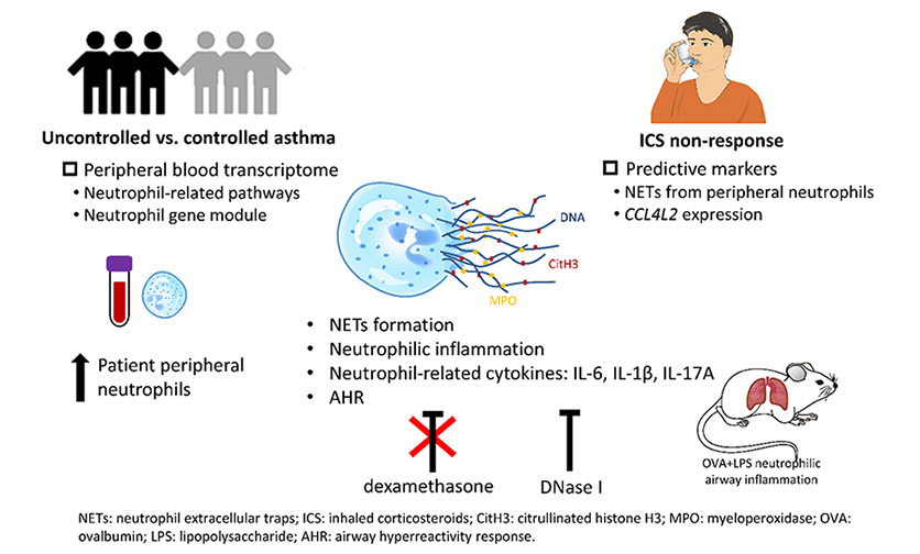 嗜中性球胞外誘捕網及 CCL4L2 是影響氣喘類固醇治療效果的關鍵