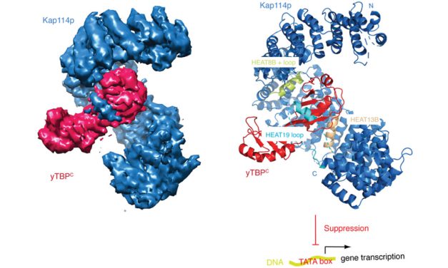 結構上趨同演化賦予細胞核轉運蛋白 Kap114p 對 TATA 結合蛋白在轉錄上的抑制功能