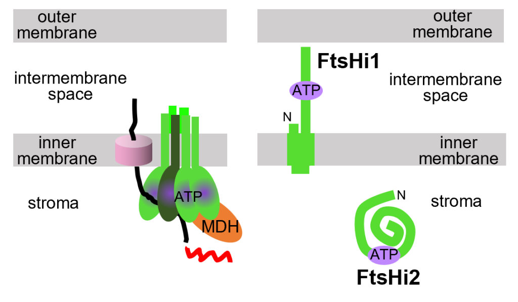 葉綠體蛋白質轉運動力因子 FtsHi1 及 FtsHi2 位於內膜的相對兩側