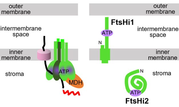 葉綠體蛋白質轉運動力因子 FtsHi1 及 FtsHi2 位於內膜的相對兩側
